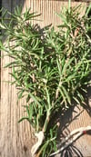 Rosemary