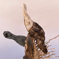 Image 2 of Rascal (la Picara)