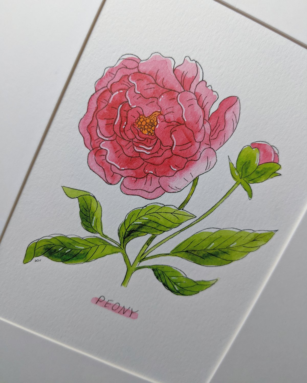 Image of Spring peony
