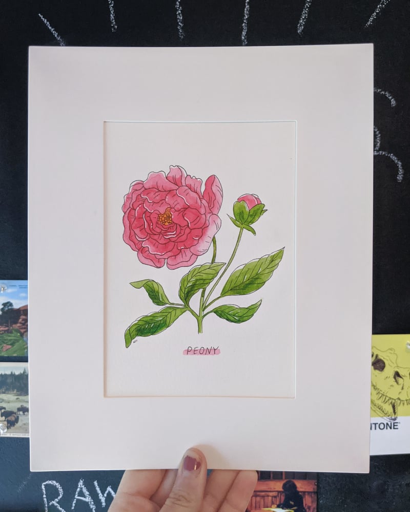 Image of Spring peony