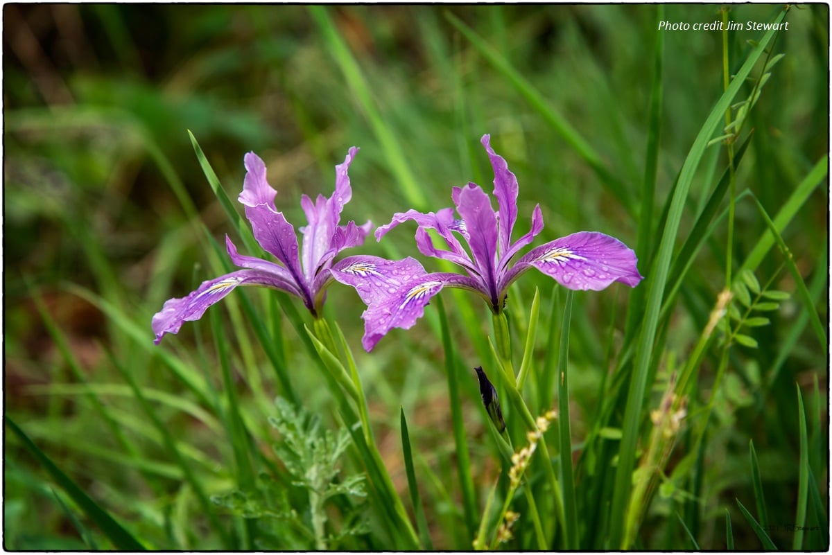 Oregon Iris : Iris tenax