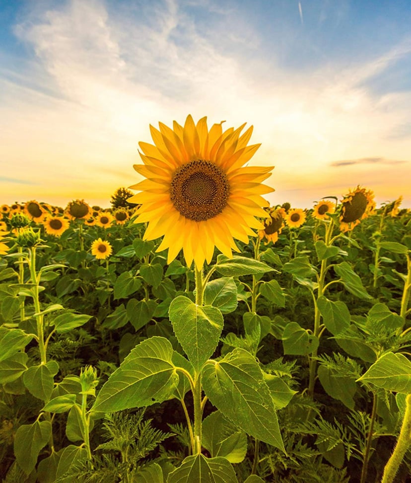 Image of Sunflower Peace