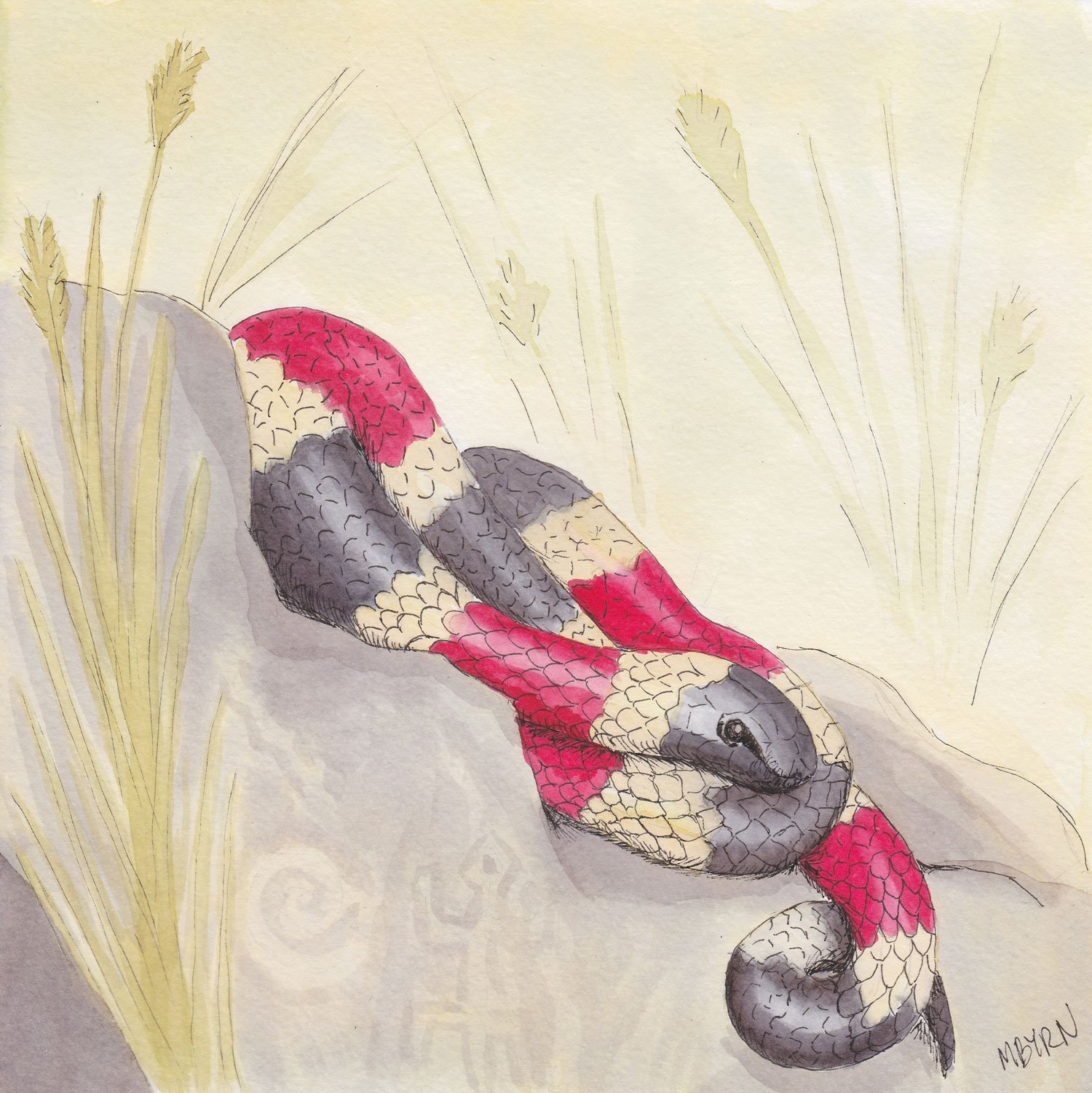 Arizona Coral Snake