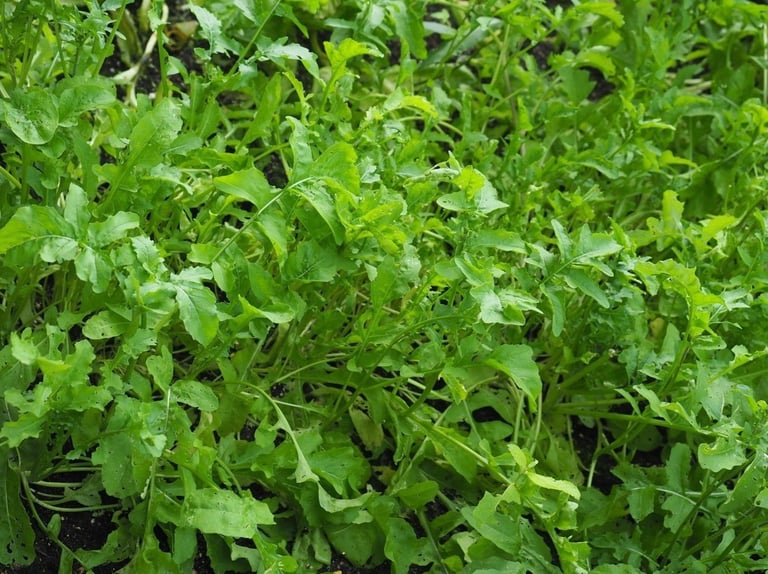 Organic Rocket Image 4