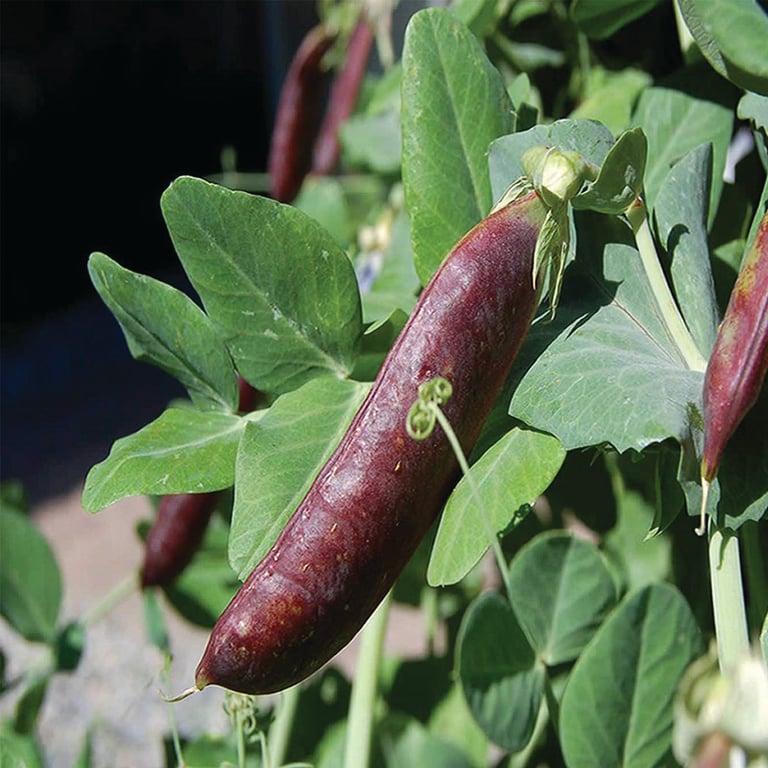 Heirloom Purple Shelling Pea