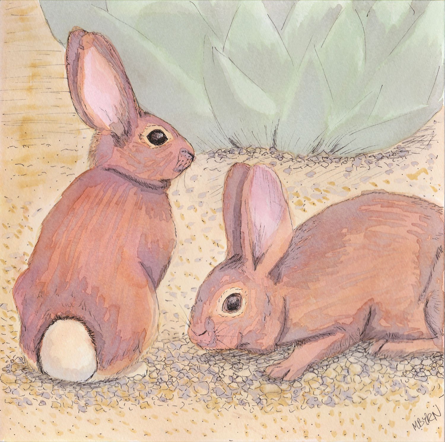 Desert Cottontails