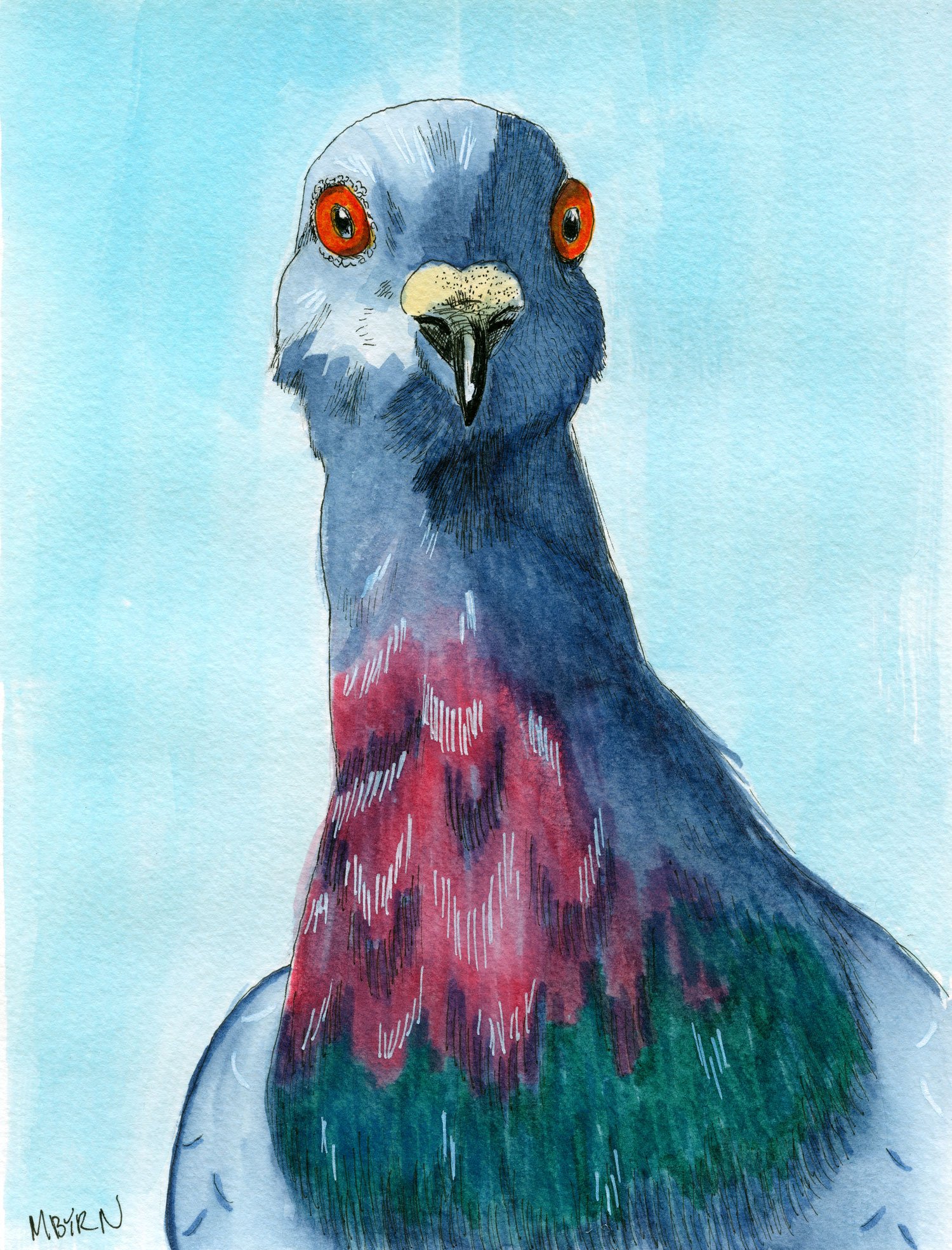 Pigeon