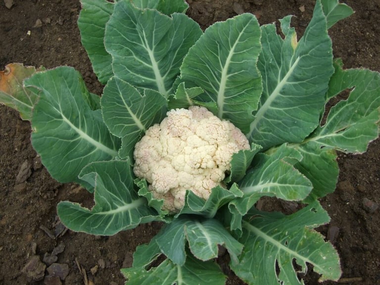 Organic Cauliflower
