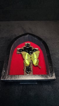 Image 1 of Entomology frames