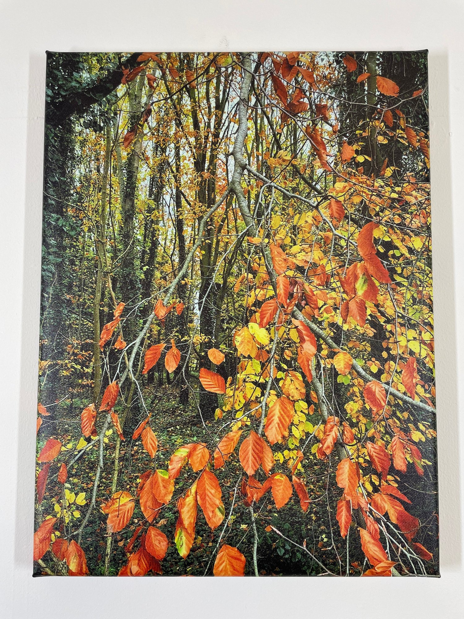 Image of Fire Tree (30x40)