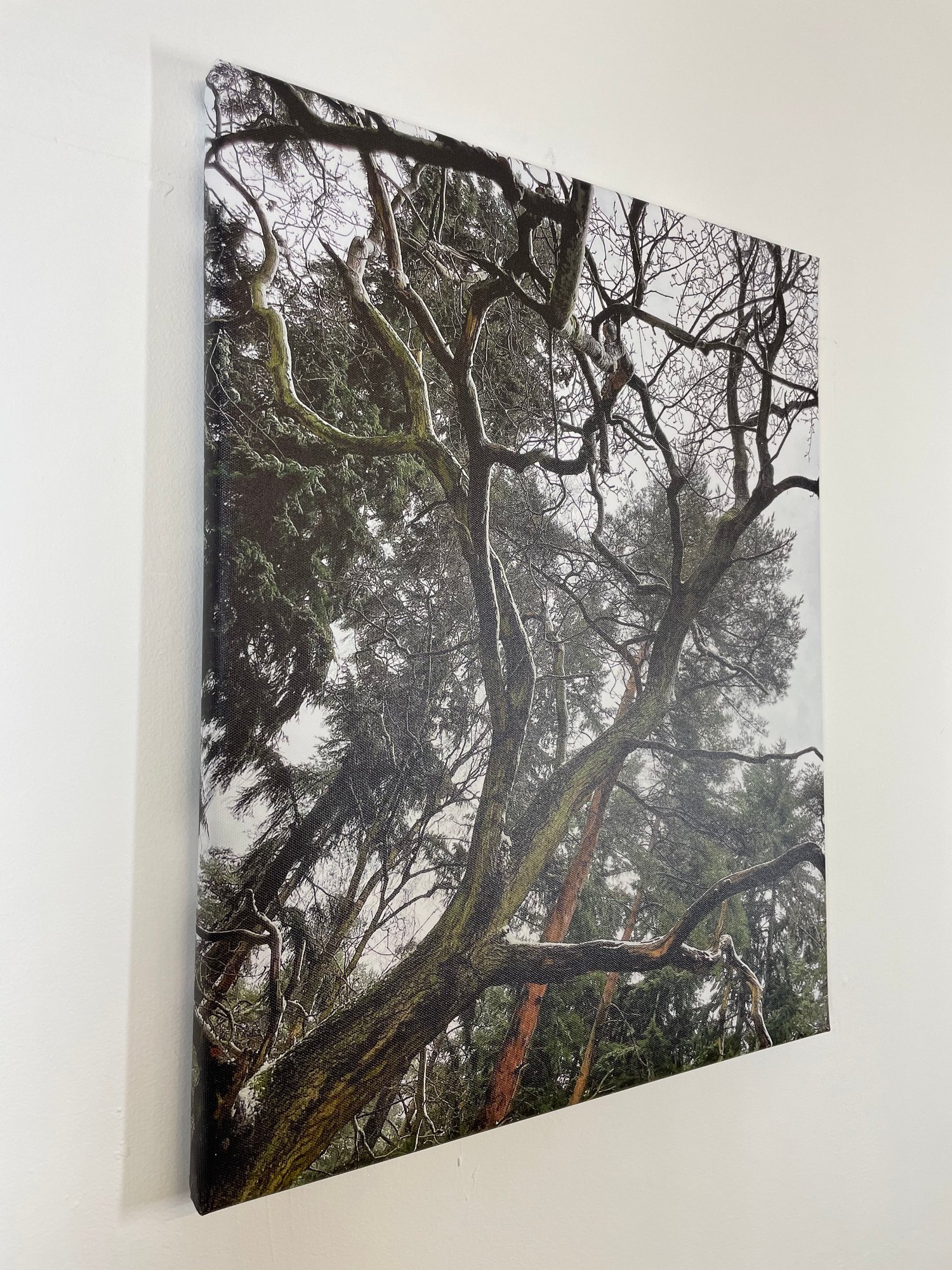 Image of Derek (40x50)