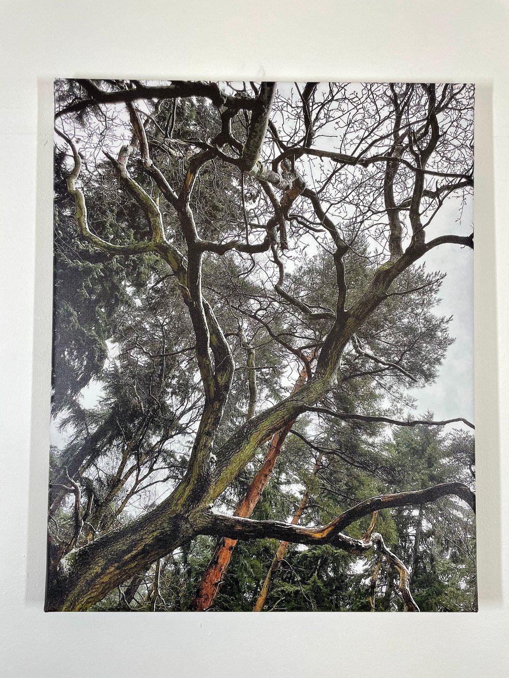 Image of Derek (40x50)