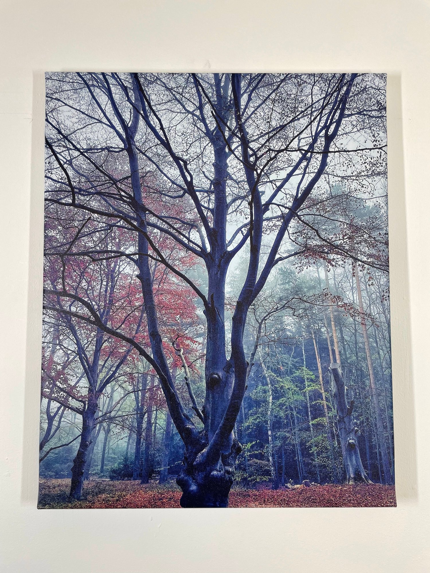 Image of Forest Dreams (40x50)
