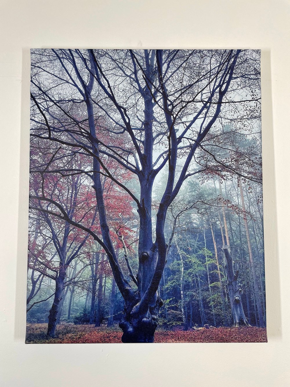 Image of Forest Dreams (40x50)