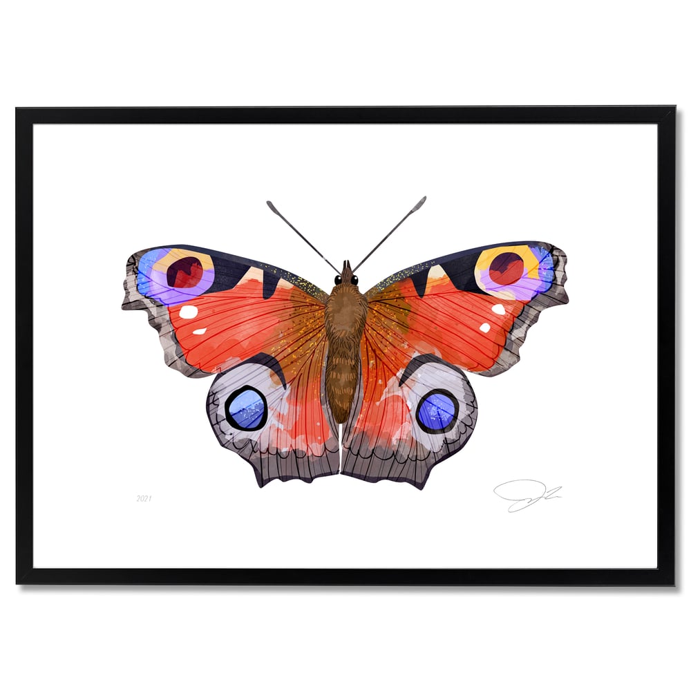 Print: Peacock Butterfly