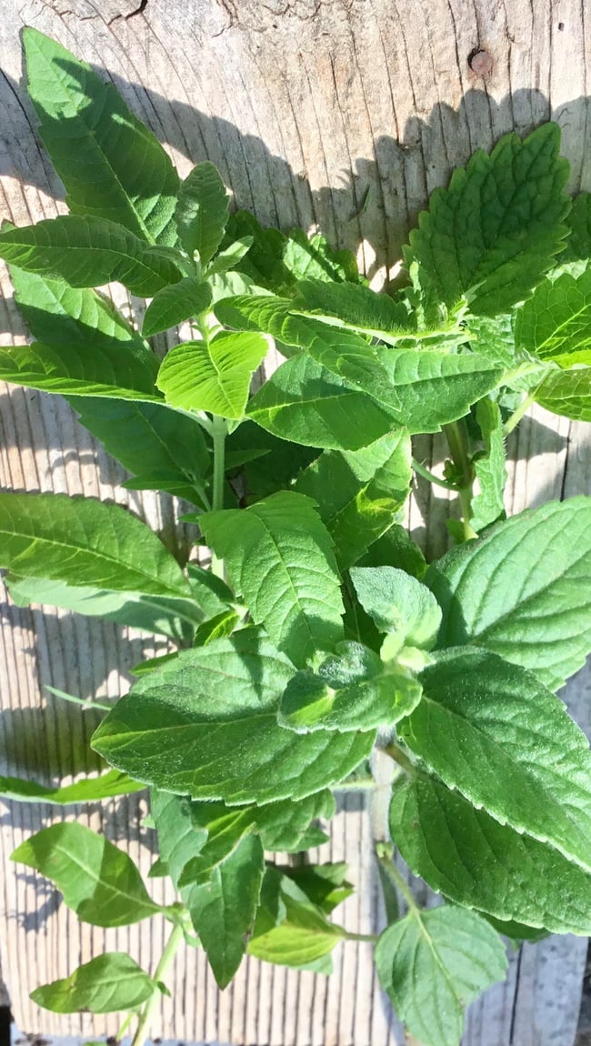 Lemon balm and mint