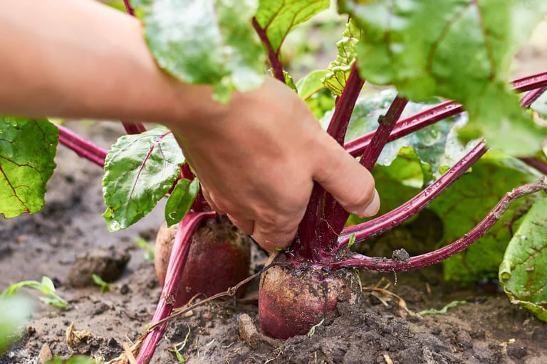 Heirloom Beetroot