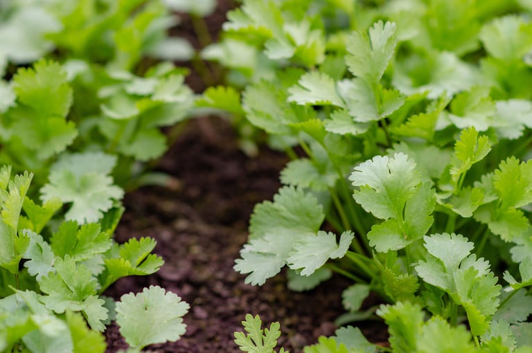 Coriander Image 2