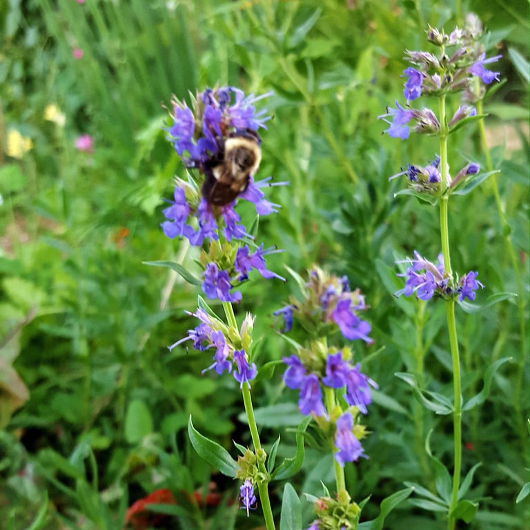 Hyssop