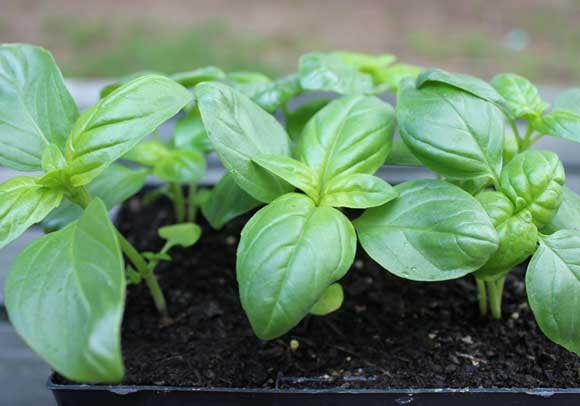 Organic Basil Image 2