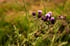 Piggyback Thistle Image 3