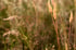 Natures confetti. Image 3