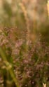 Natures confetti. Image 2