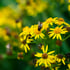 Yellooow Image 2