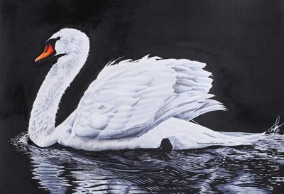 Image of Swan