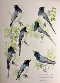 Image 1 of Study of a Leaden Flycatcher