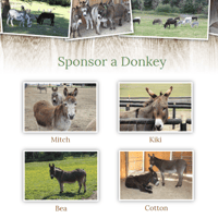 Image 4 of Sponsor a Donkey - Paper Mail Package