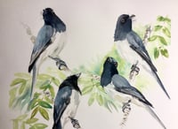 Image 2 of Study of a Leaden Flycatcher