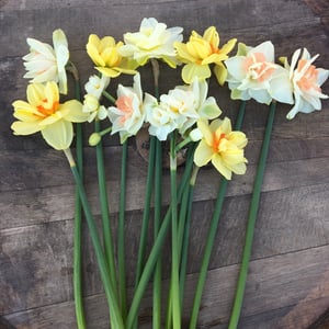 Image of Specialty Daffodils