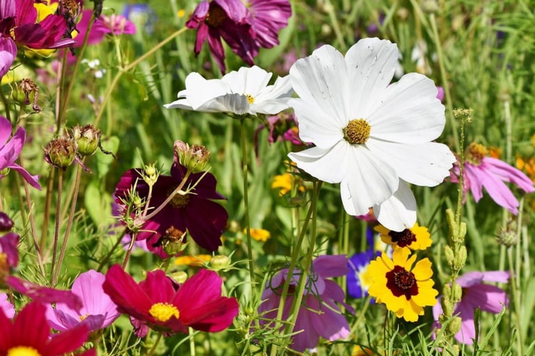 Summer Wildflowers | little sun seeds