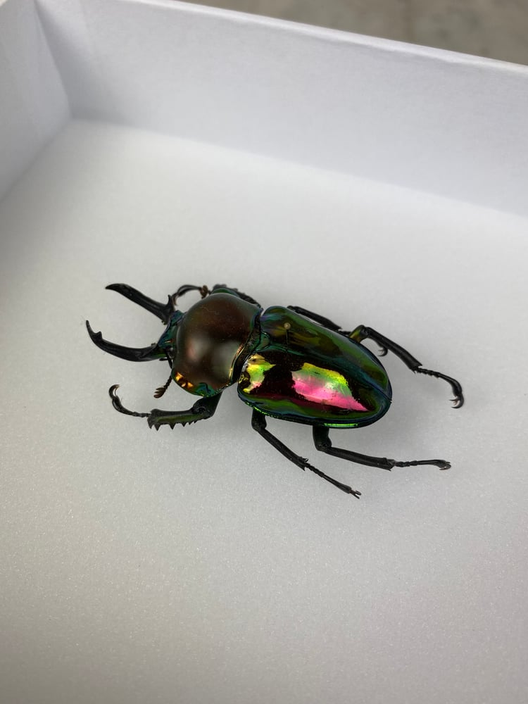 Image of RAINBOW STAG BEETLE (Phalacrognathus muelleri)