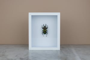 Image of RAINBOW STAG BEETLE (Phalacrognathus muelleri)