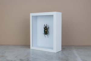 Image of RAINBOW STAG BEETLE (Phalacrognathus muelleri)