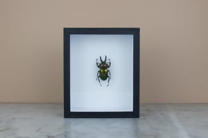 Image of RAINBOW STAG BEETLE (Phalacrognathus muelleri)