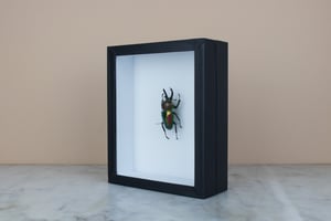 Image of RAINBOW STAG BEETLE (Phalacrognathus muelleri)