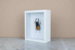 Image of ODONTOLABIS LACORDAIREI