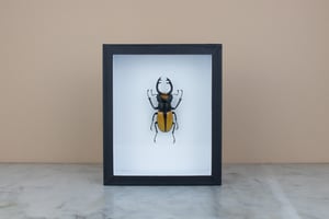 Image of ODONTOLABIS LACORDAIREI