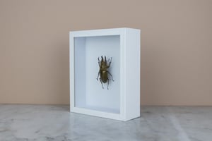 Image of ALLOTOPUS ROSENBERGI