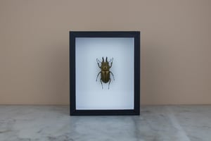 Image of ALLOTOPUS ROSENBERGI