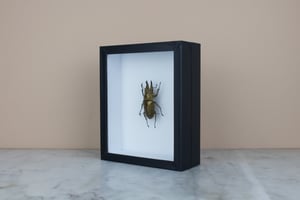 Image of ALLOTOPUS ROSENBERGI