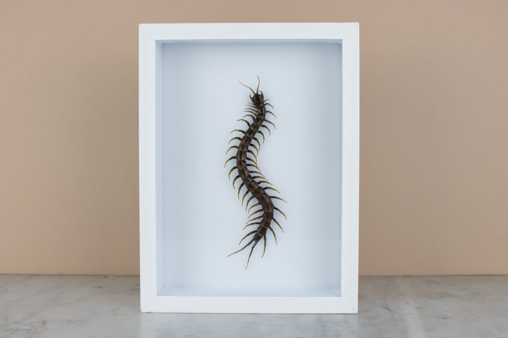 Image of SCOLOPENDRA GIGANTEA