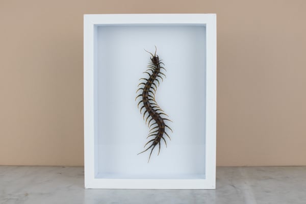 Image of SCOLOPENDRA GIGANTEA 