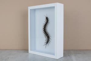 Image of SCOLOPENDRA GIGANTEA