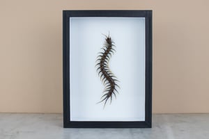 Image of SCOLOPENDRA GIGANTEA 