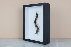 Image of SCOLOPENDRA GIGANTEA 