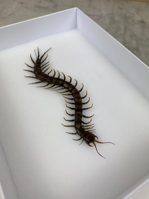 Image of SCOLOPENDRA GIGANTEA